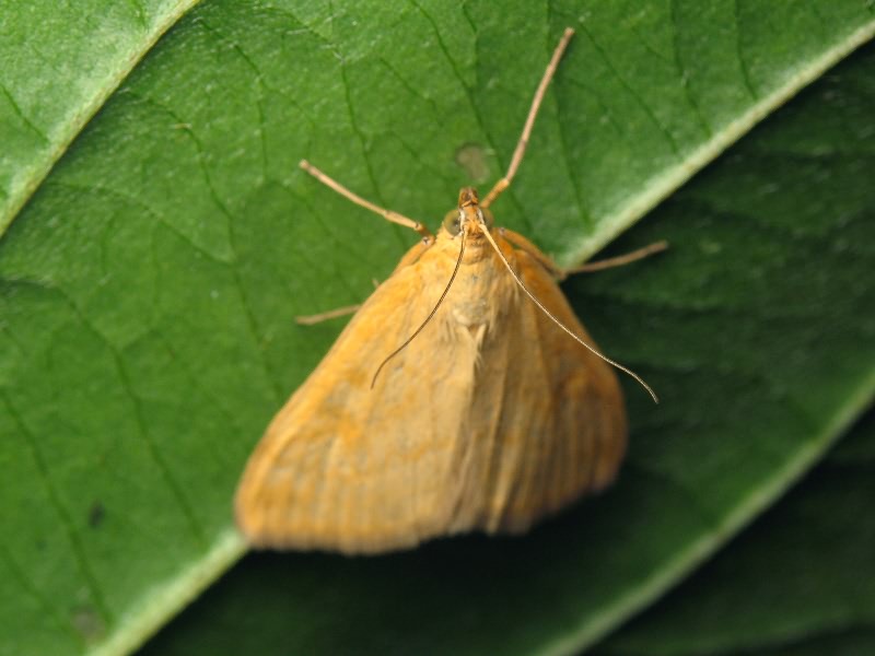 Sitochroa verticalis (Linnaeus, 1758)
